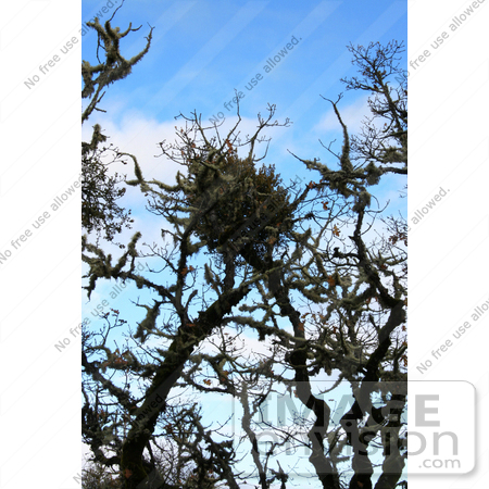 #1166 Photograph of Mistletoe in an Oak Tree by Jamie Voetsch