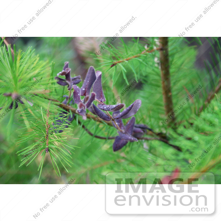 #1168 Photo of a Baby Pine Tree with Purple California Honeysuckle by Jamie Voetsch