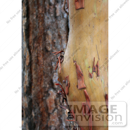 #1170 Photograph of a Pacific Madrone (Arbutus menziesii) and a Ponderosa Pine (Pinus ponderosa) by Jamie Voetsch