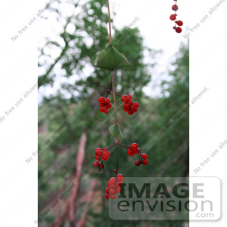 #1174 Photo of Red Honeysuckle (Lonicera ciliosa) Berries in Autumn by Jamie Voetsch