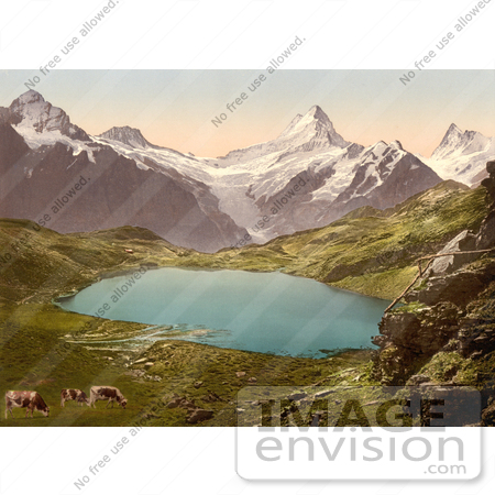 #11743 Picture of Cows Grazing by Pond and Bernese Alps by JVPD