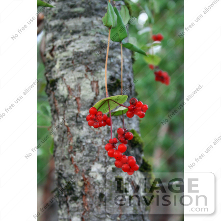 #1175 Photo of Red Honeysuckle (Lonicera ciliosa) Berries in Autumn by Jamie Voetsch