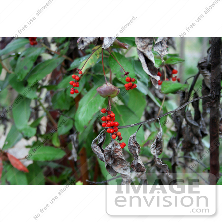 #1176 Photo of Red Honeysuckle (Lonicera ciliosa) Berries in Autumn by Jamie Voetsch