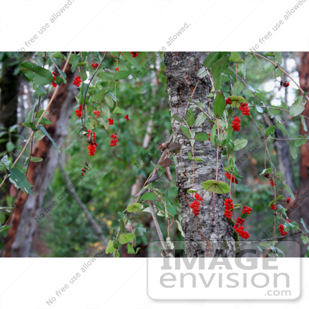 #1179 Photograph of Red Honeysuckle (Lonicera ciliosa) Berries in Autumn by Jamie Voetsch
