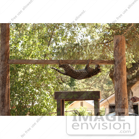 #118 Stock Photo of an Ocelot Hanging From a Post by Jamie Voetsch