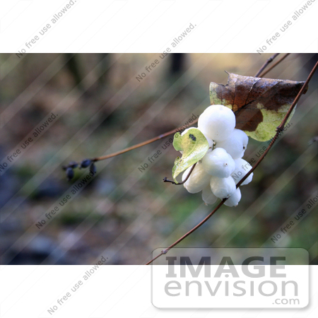 #1180 Photograph of a Bunch of Common Snowberries by Jamie Voetsch