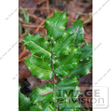 #1181 Image of Green English Holly by Jamie Voetsch