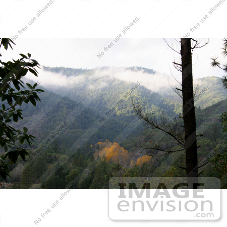 #1183 Image of Autumn Trees on Hills, Jacksonville, Oregon by Jamie Voetsch
