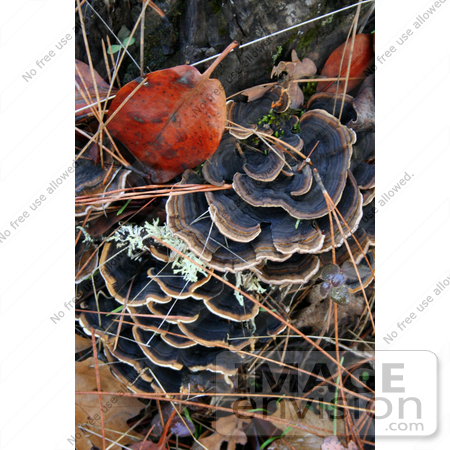 #1185 Photograph of Bracket Fungus Growing on a Tree Stump by Jamie Voetsch