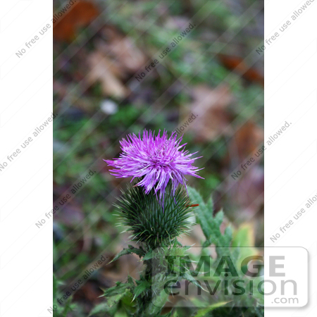 #1187 Image of Bull Thistle by Jamie Voetsch
