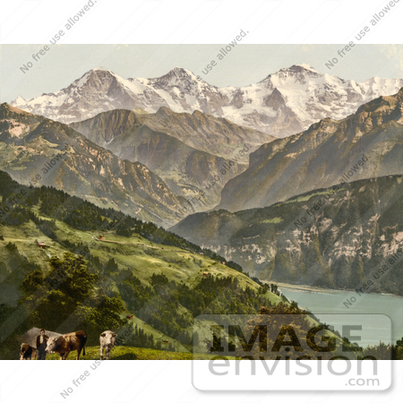#11879 Picture of Cows Near Lake Thun, Switzerland by JVPD