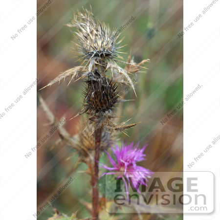 #1188 Image of Spear Thistle by Jamie Voetsch