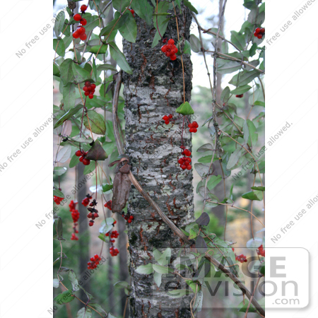 #1189 Image of Red Honeysuckle Berries by Jamie Voetsch