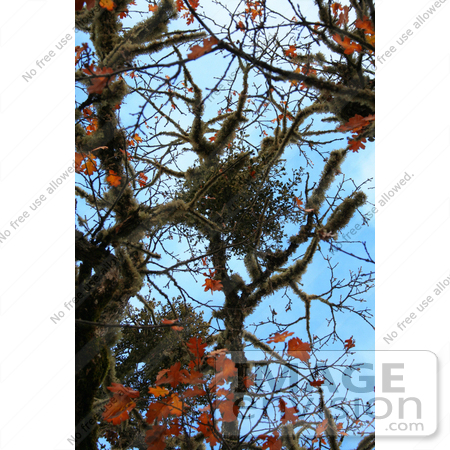 #1190 Photograph of Mistletoe in an Oak Tree by Jamie Voetsch