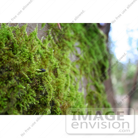 #1192 Photograph of a Seed Sprouting in Moss by Jamie Voetsch