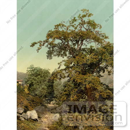 #11945 Picture of a Chestnut Tree, Giornico, Switzerland by JVPD