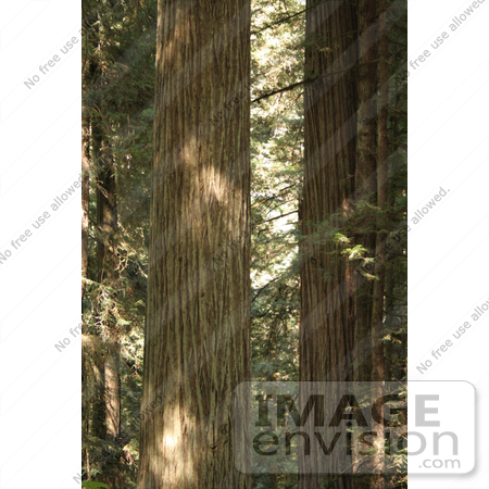 #120 Stock Photograph of Redwood Trees in a Forest by Jamie Voetsch