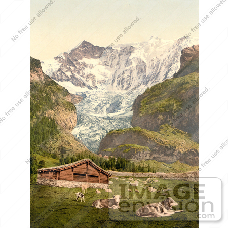 #12015 Picture of Livestock and Barn Near Baregg Glacier, Switzerland by JVPD