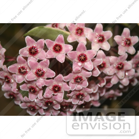 #12076 Picture of Pink Hoya Flowers With Waterdrops by Jamie Voetsch