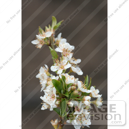 #12077 Picture of a Sprig of White Plum Blossoms by Jamie Voetsch