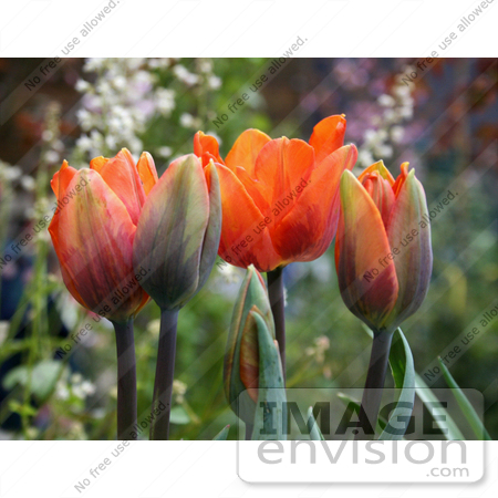 #12078 Picture of Different Growth Stages of Tulips by Jamie Voetsch
