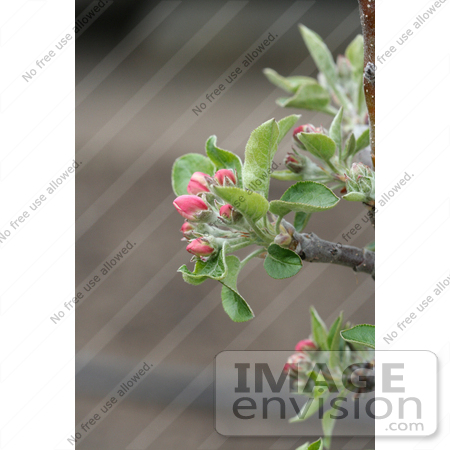 #12080 Picture of Pink Apple Blossoms by Jamie Voetsch