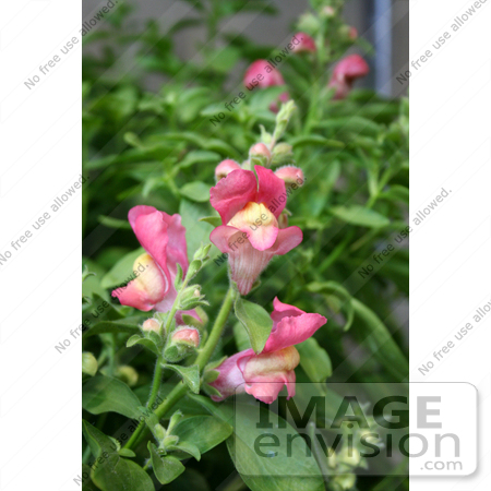 #12081 Picture of Sonnet Pink Snapdragons by Jamie Voetsch