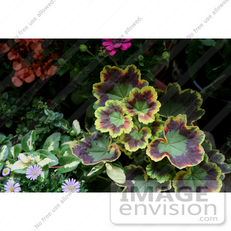 #12082 Picture of Colorful Geranium Leaves by Jamie Voetsch