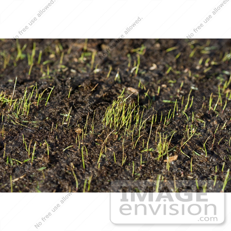 #12085 Picture of Sprouting Grass by Jamie Voetsch