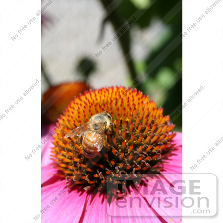 #12086 Picture of a Bee on Coneflower by Jamie Voetsch