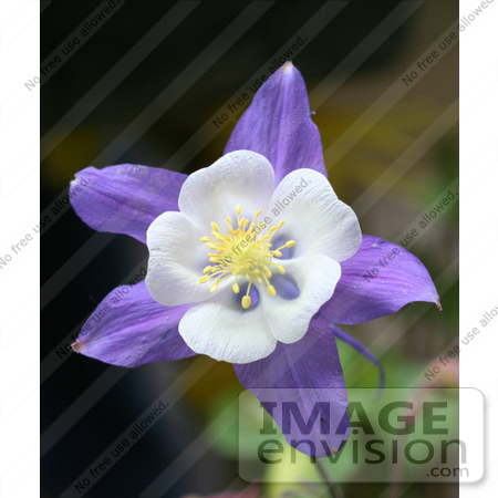 #12089 Picture of Purple and White Rocky Mountain Columbine by Jamie Voetsch
