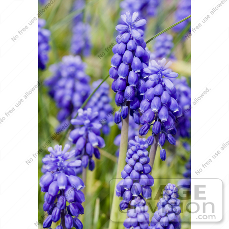 #12090 Picture of a Grape Hyacinth Flower Bed by Jamie Voetsch