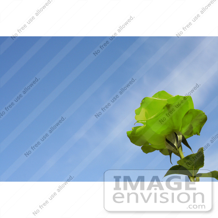 #12091 Picture of a Green Rose Against Blue Sky by Jamie Voetsch