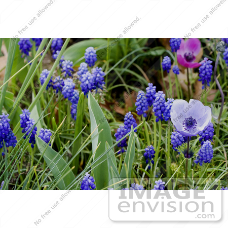 #12092 Picture of a Grape Hyacinth Patch With Anemone Flowers by Jamie Voetsch
