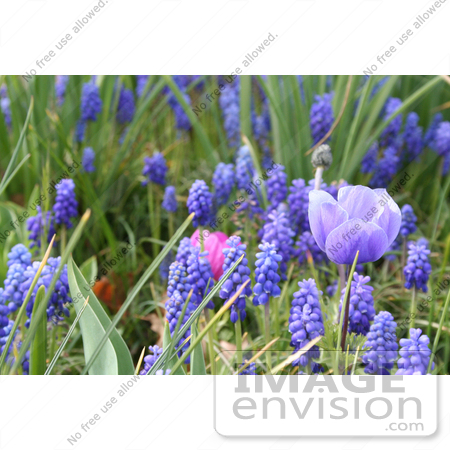 #12095 Picture of Grape Hyacinths and Anemone Flowers by Jamie Voetsch