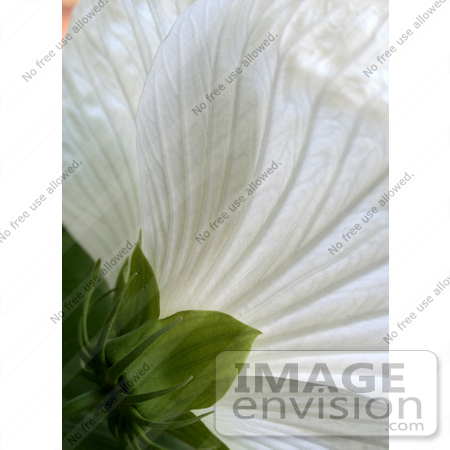 #12097 Picture of the Back Side of a White Hibiscus by Jamie Voetsch