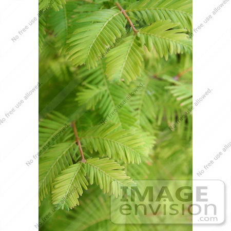 #12111 Picture of Dawn Redwood Branches by Jamie Voetsch