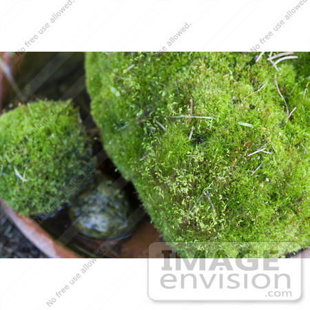 #12112 Picture of Moss Rocks by Jamie Voetsch