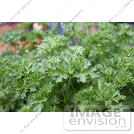 #12113 Picture of a Curly Parsley Plant by Jamie Voetsch