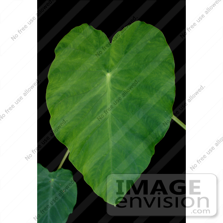 #12117 Picture of an Elephant Ear Plant by Jamie Voetsch