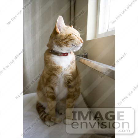 #12118 Picture of an Orange Cat Sitting By a Window by Jamie Voetsch