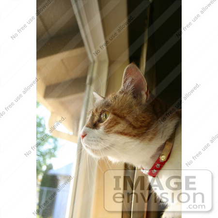 #12119 Picture of a Cat Looking Out a Window by Jamie Voetsch