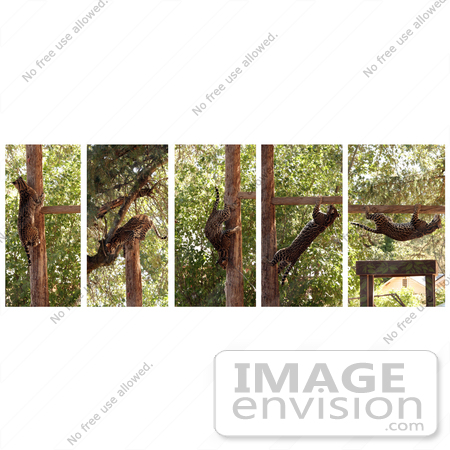 #12120 Picture of Ocelot Climbing Positions by Jamie Voetsch
