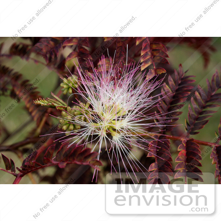 #12124 Picture of a Flowering Chocolate Mimosa by Jamie Voetsch