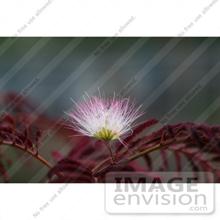 #12125 Picture of a Pink Mimosa Flower by Jamie Voetsch