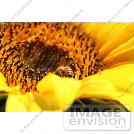 #12130 Picture of a Bee on Sunflower by Jamie Voetsch