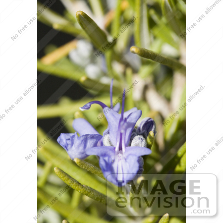 #12131 Picture of Rosemary Blossoms and Buds by Jamie Voetsch