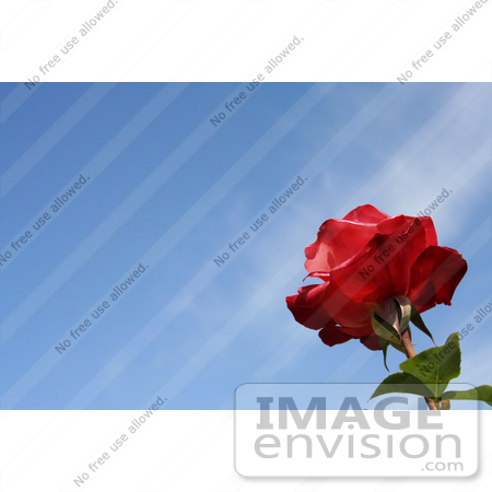 #12132 Picture of a Red Rose Against Sky by Jamie Voetsch