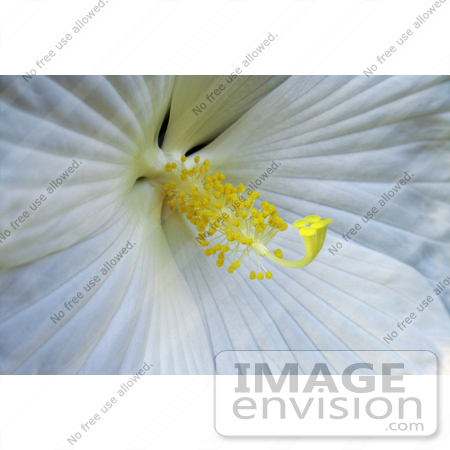 #12133 Picture of a White Hibiscus by Jamie Voetsch