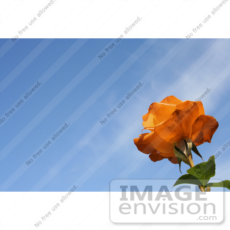 #12134 Picture of an Orange Rose by Jamie Voetsch